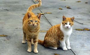 two cats sitting on the pavement